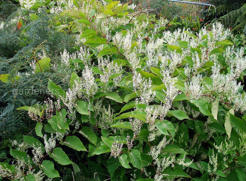 Персикария (Persicaria)