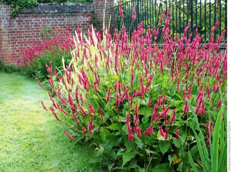 Горец (Polygonum cuspidatum)