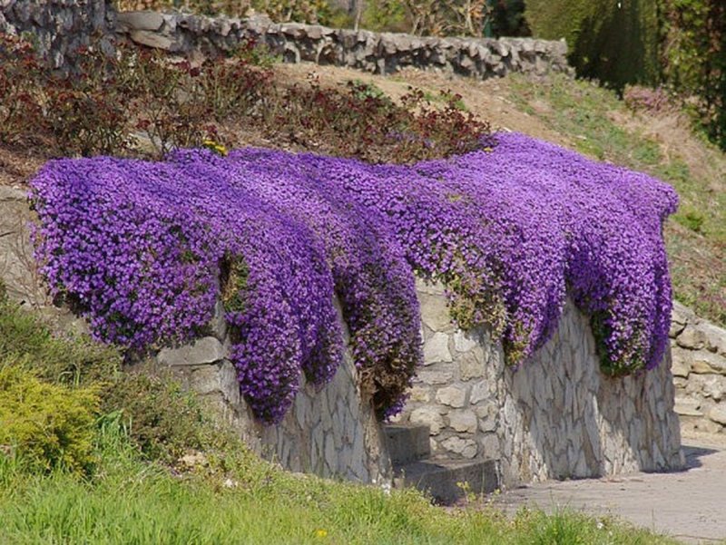 Обриета Cascade Purple