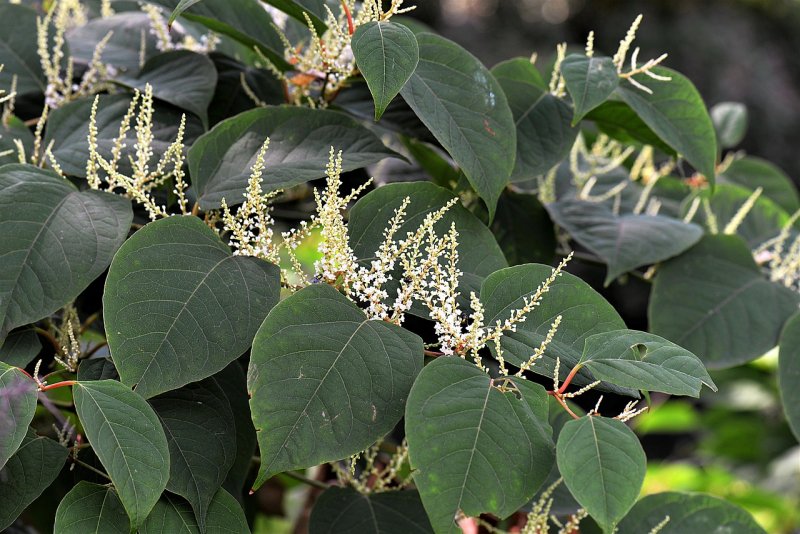 Горец (Polygonum cuspidatum)