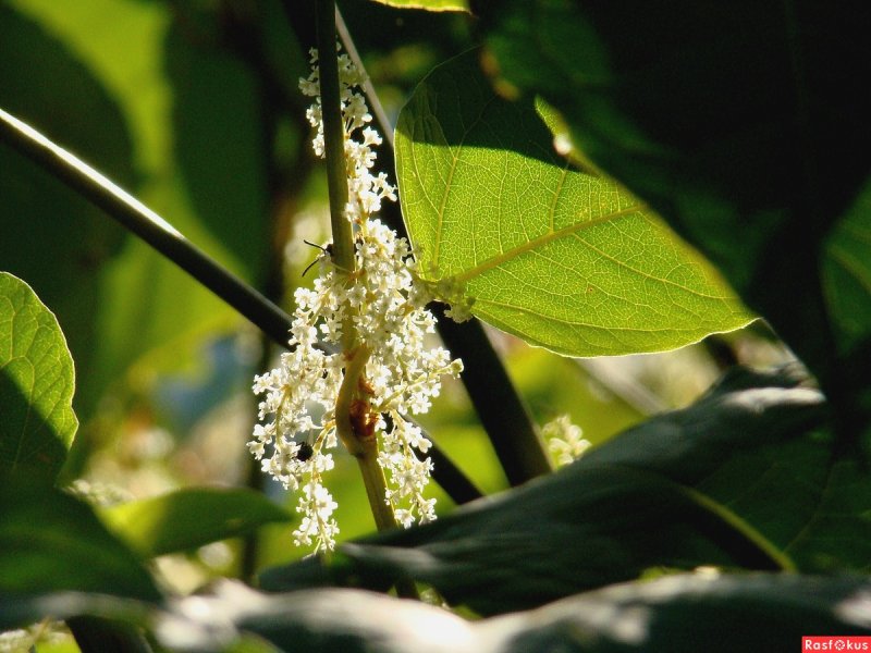 Горец Сахалинский Reynoutria sachalinensis