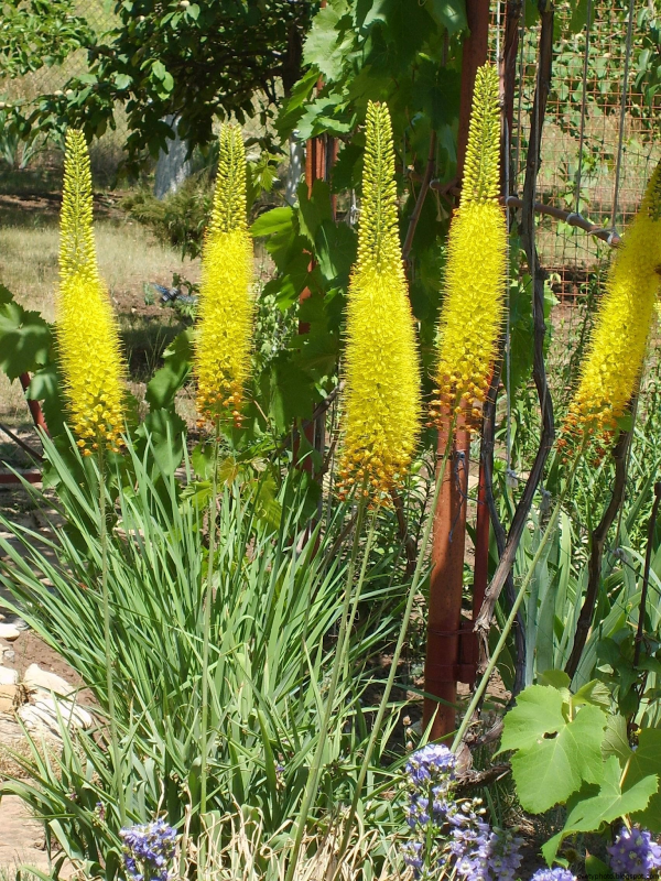 Эремурус (Eremurus) Bungei