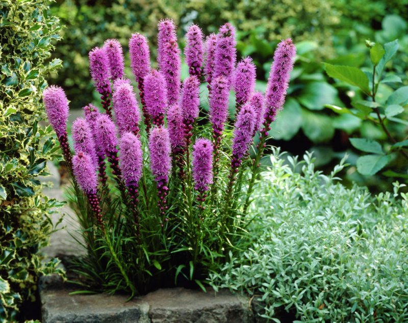 Лиатрис колосковый (Liatris spicata Kobold)