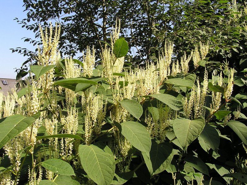 Горец Сахалинский Reynoutria sachalinensis