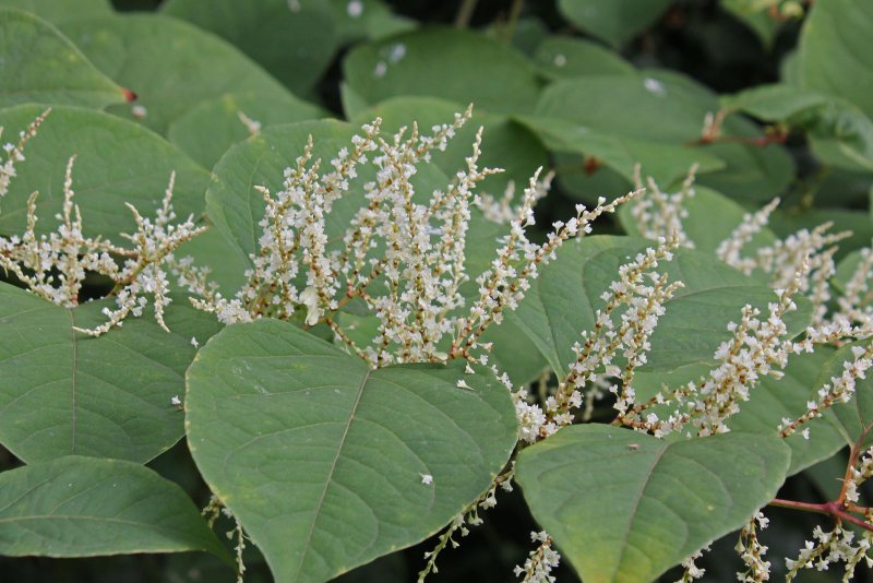 Рейнутрия японская Fallopia japonica