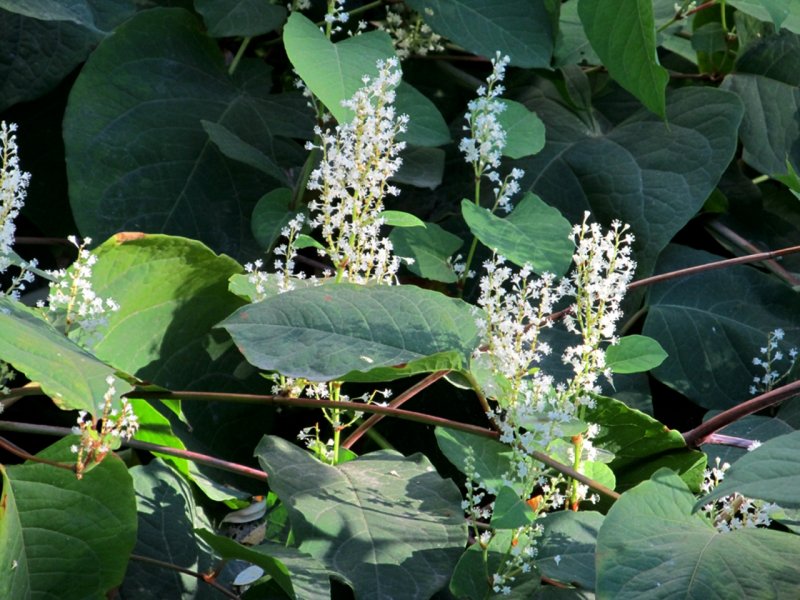 Рейнутрия Сахалинская - Reynoutria sachalinensis