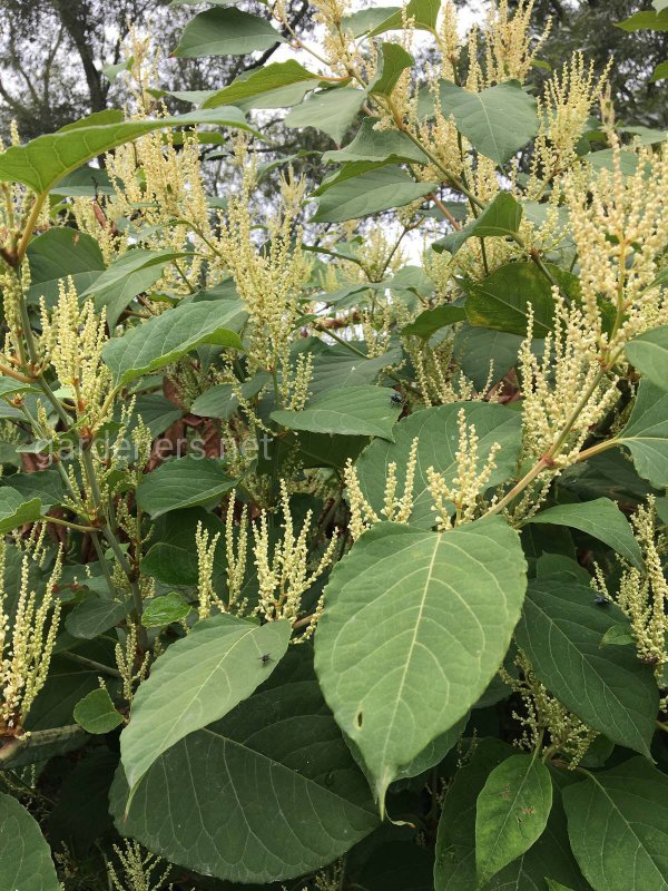 Рейнутрия японская Fallopia japonica