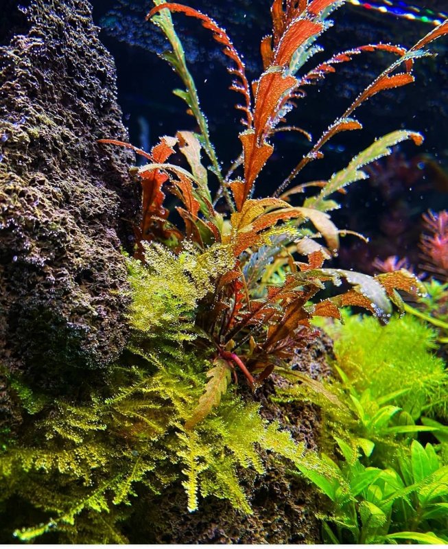 Гигрофила Пиннатифида Hygrophila pinnatifida