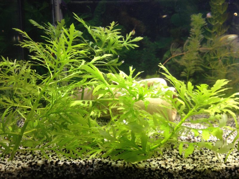 Hygrophila difformis