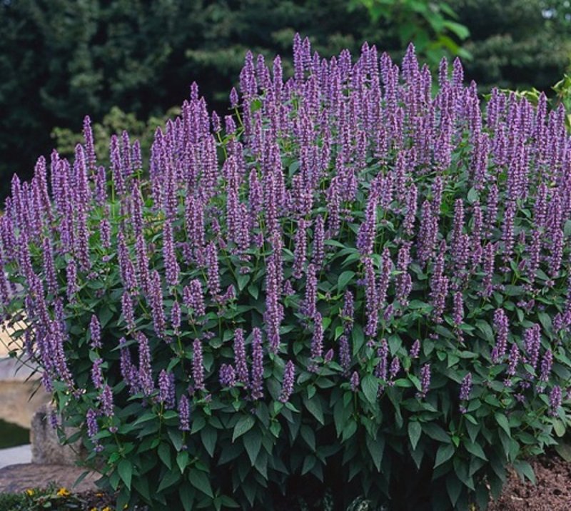 Agastache hybride "Purple Haze"