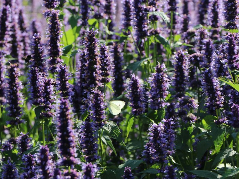 Agastache Clayton ex Gronov.