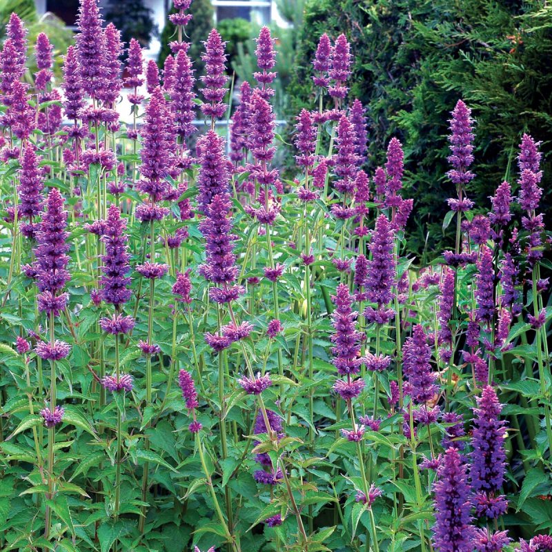 Мордовник (Echinops)