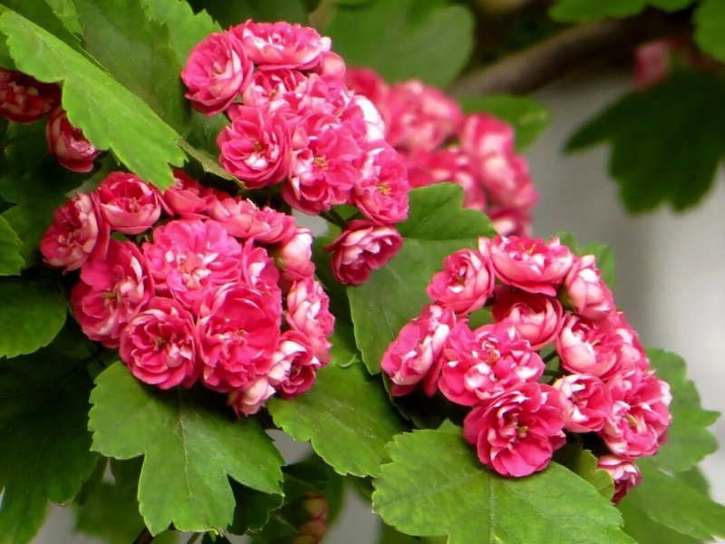 Боярышник Paul's Scarlet кустарник