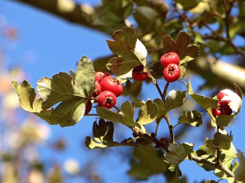 Crataegus (Hawthorn) flowering