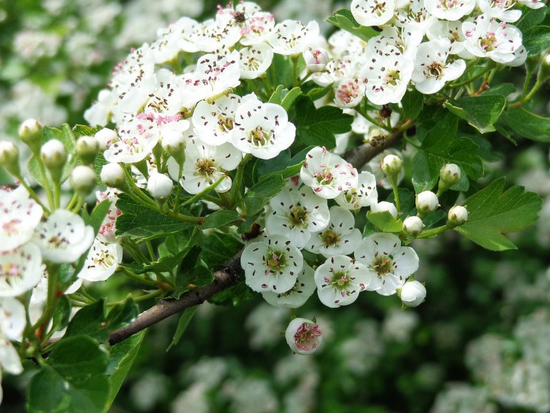 Crataegus erythropoda