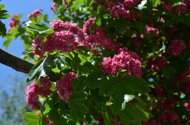Crataegus monogyna rosea Plena