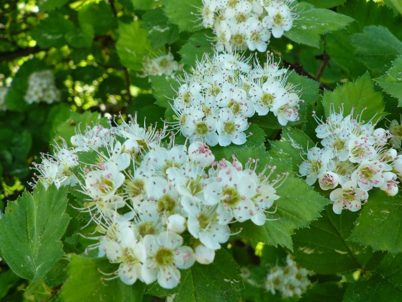 Боярышник обыкновенный Crataegus laevigata