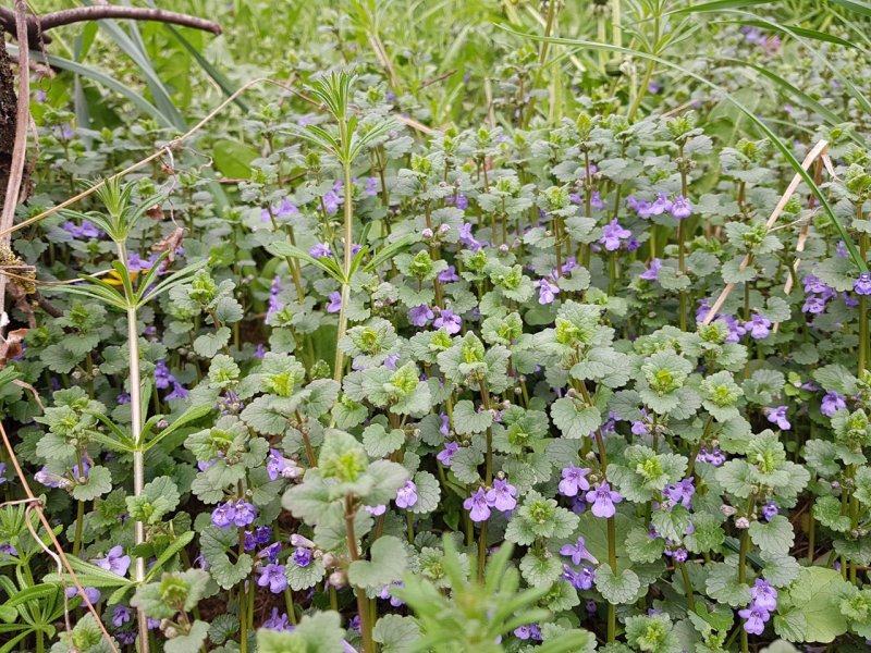 Glechoma hirsuta