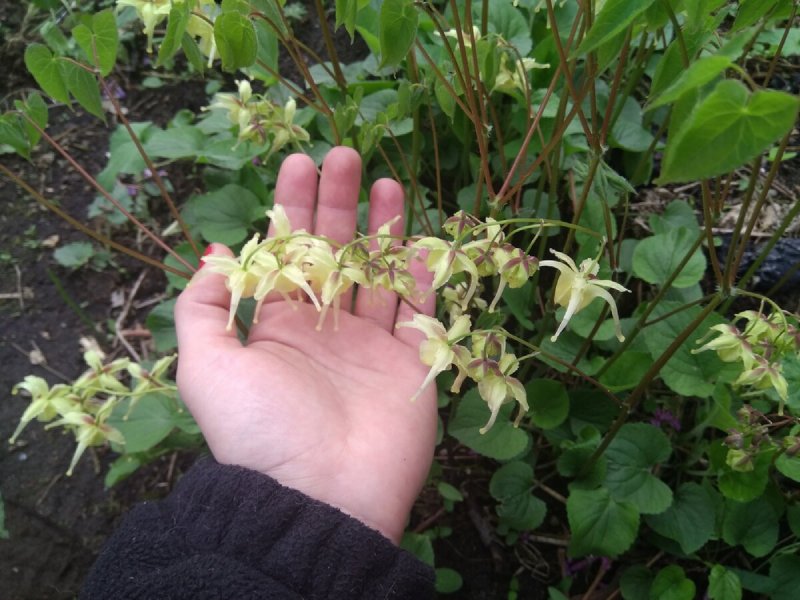 Горянка варлийская Эллен Вилмонт (Epimedium Warl. Ellen Willmott)