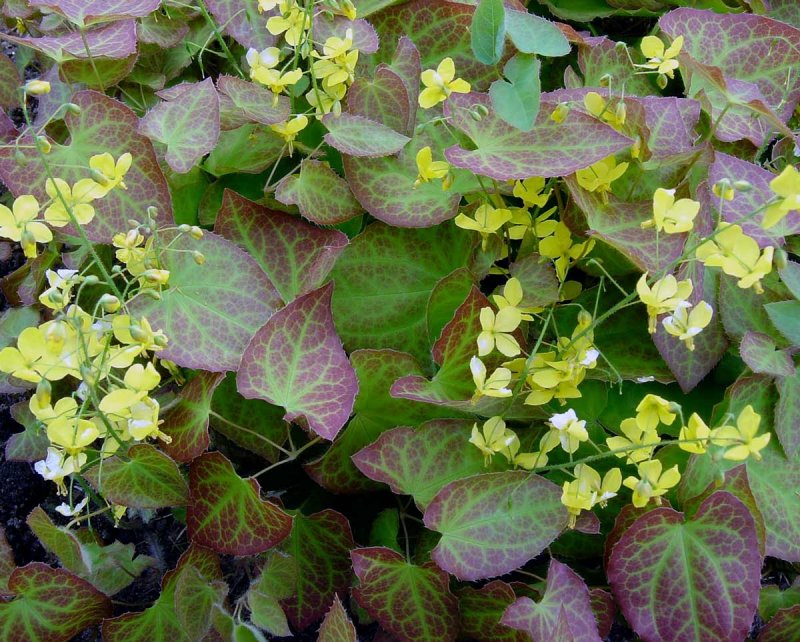 Epimedium grandiflorum Red Beauty