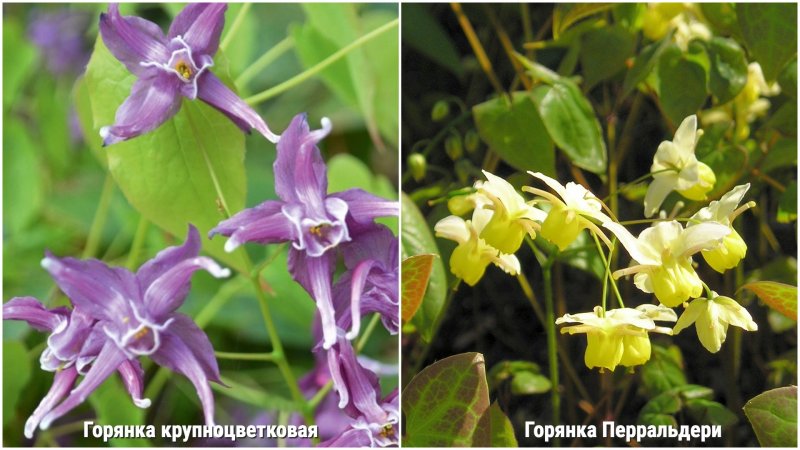 Горянка красная Epimedium rubrum