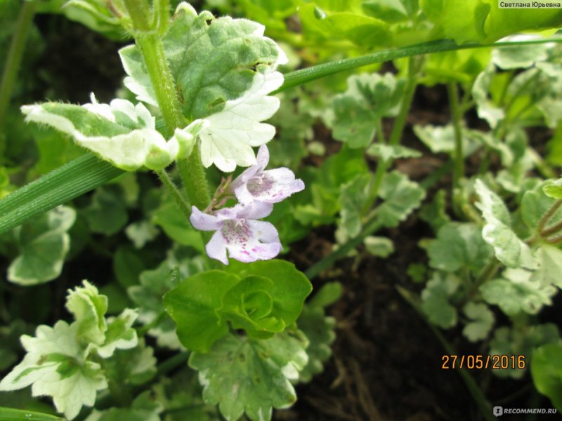 Bluszczyk kurdybanek (Glechoma hederacea