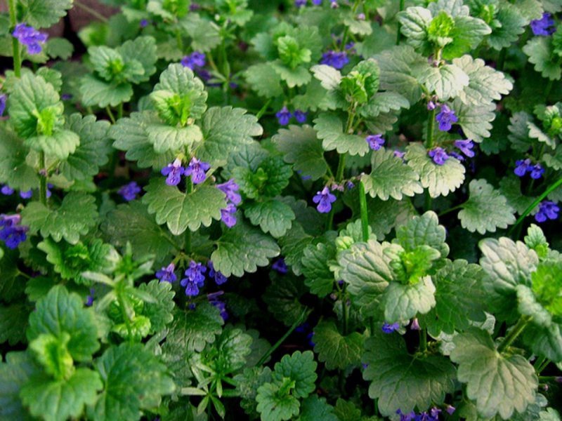 Будра плющевидная (Glechóma hederácea `variegata`)