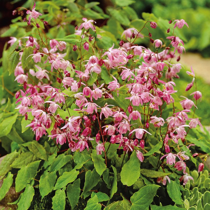 Горянка красная Epimedium rubrum