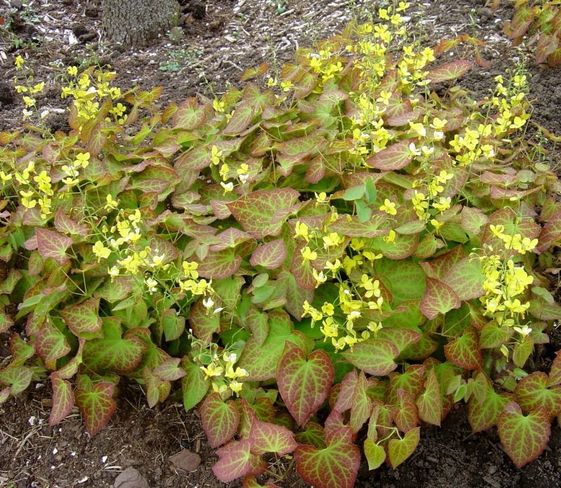 Горянка (Epimedium)