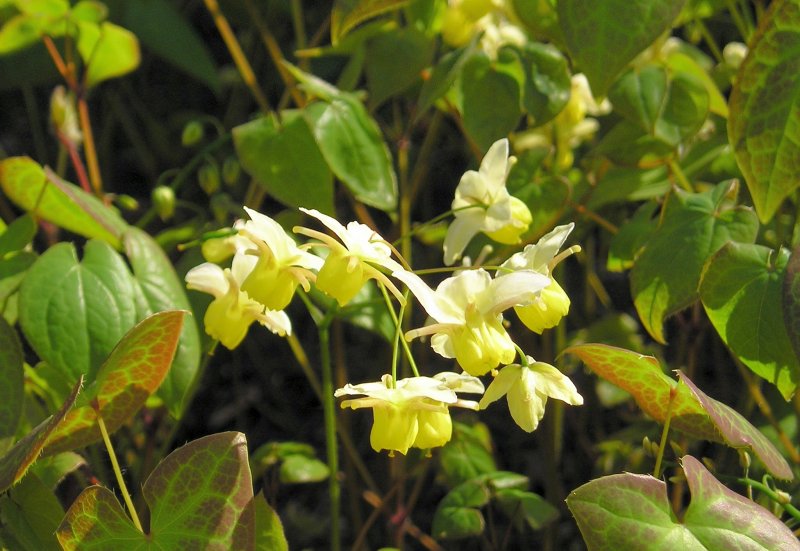 Горянка разноцветная Sulphureum'