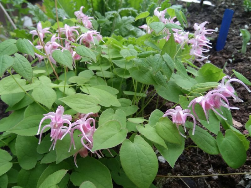 Epimedium rubrum