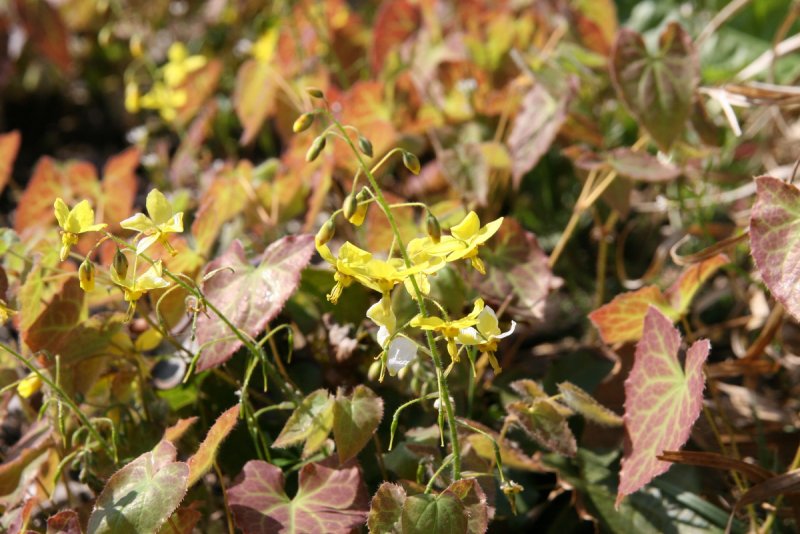 Горянка Sulphureum