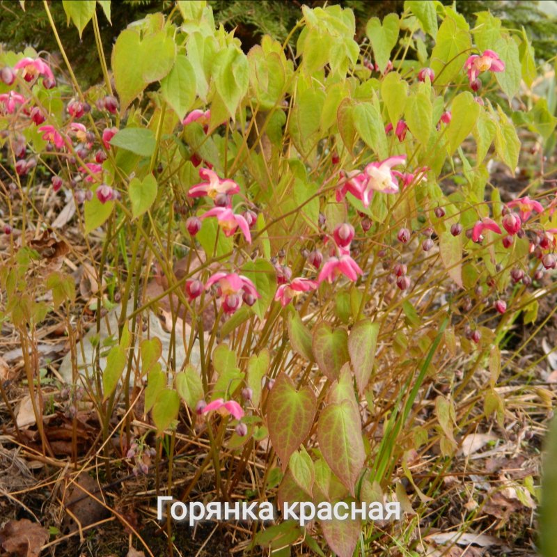 Горянка крупноцветковая Пинк Эльф