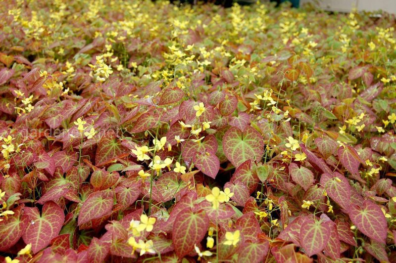 Epimedium Pink Champagne
