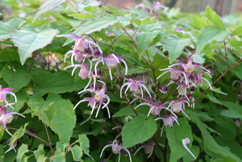 Горянка Колхидская Epimedium Colchicum