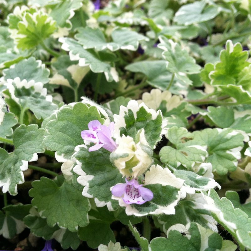 Glechoma hederacea