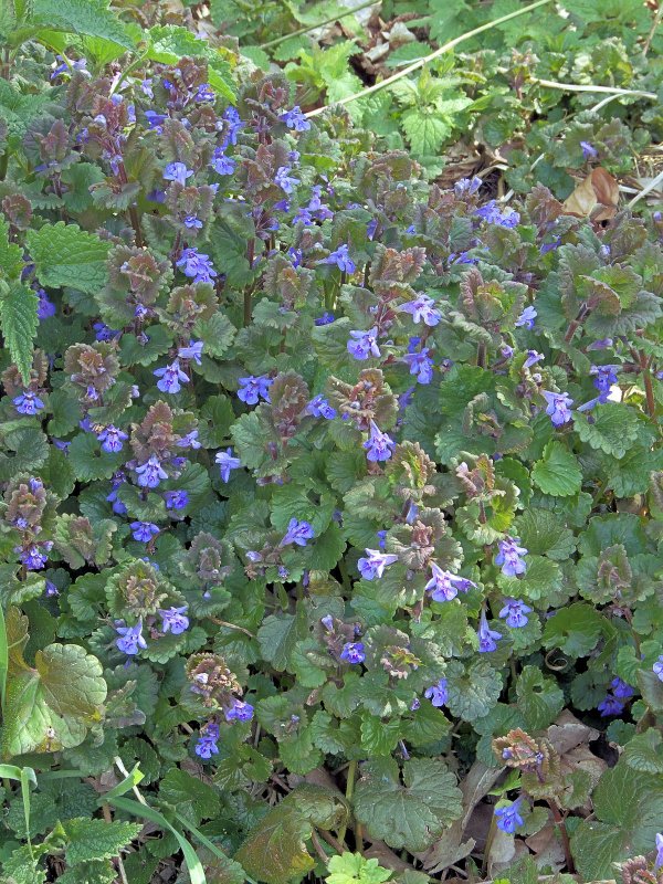 Будра плющевидная (Glechoma hederacea)