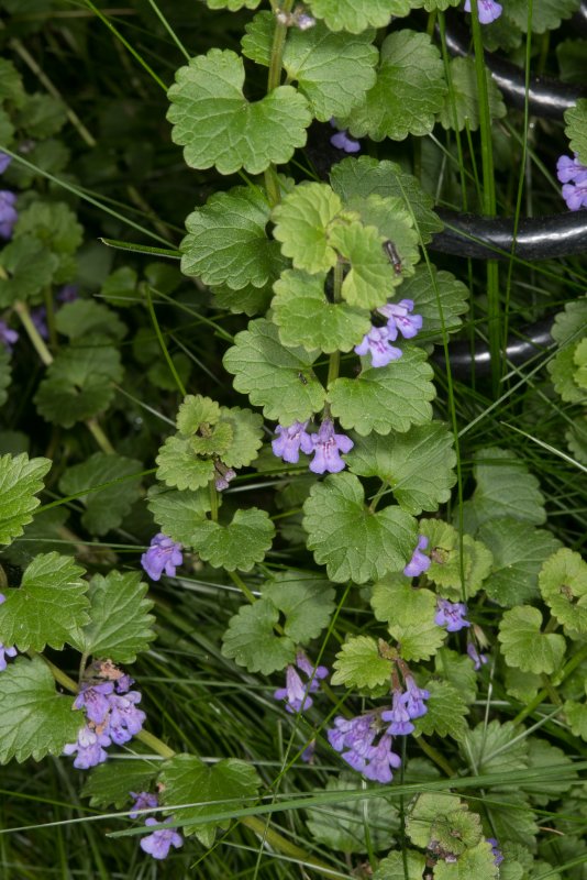 Будра плющевидная (Glechoma hederacea)