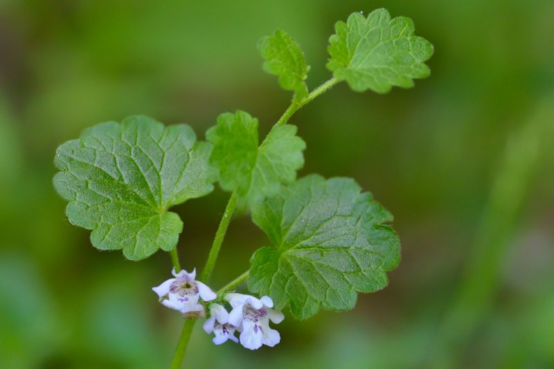 Будра плющевидная (Glechóma hederácea `variegata`)