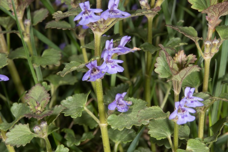 Будра плющевидная (Glechoma hederacea)