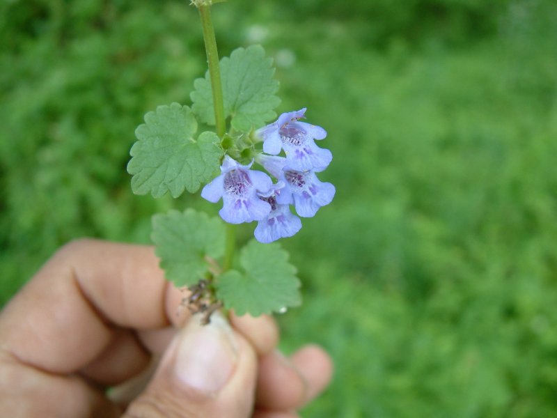 Будра ампельная