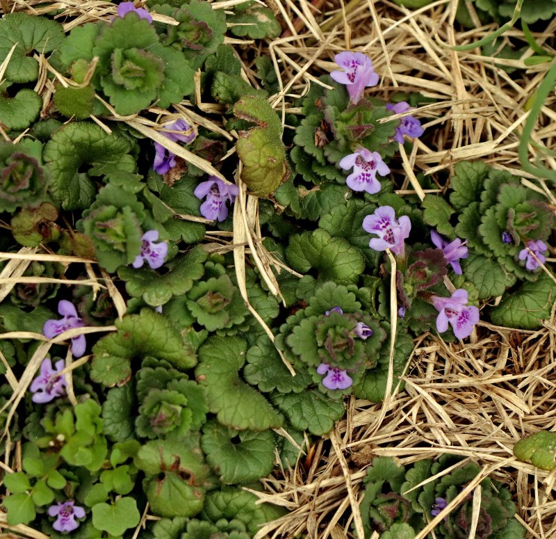 Будра плющевидная (Glechóma hederácea `variegata`)