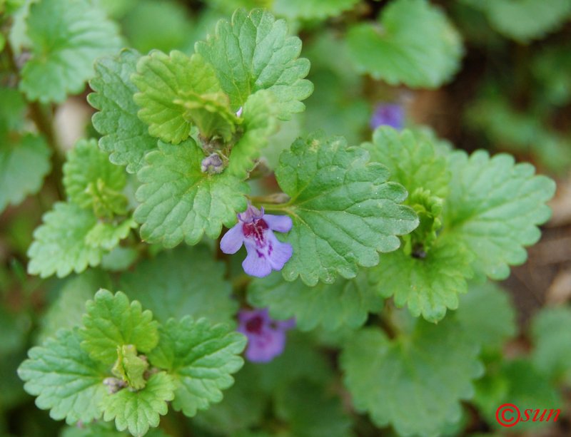 Glechoma hederacea