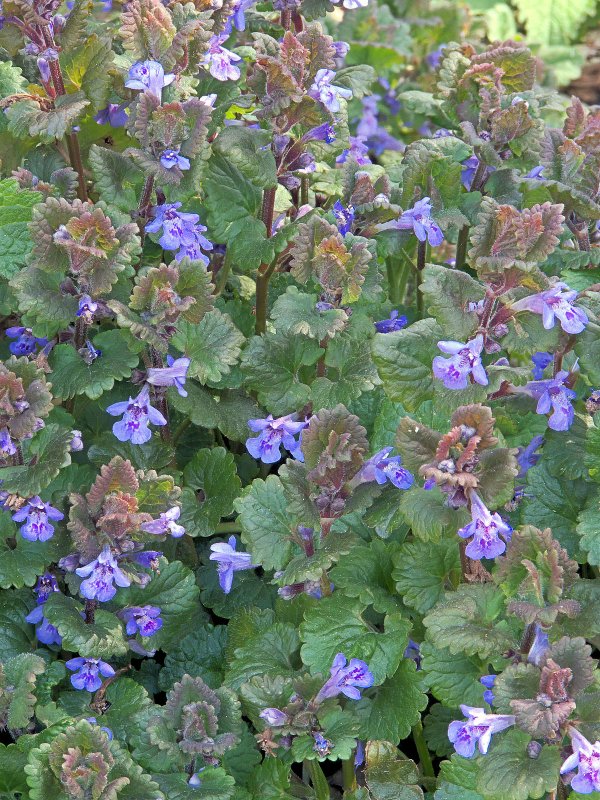 Будра плющелистная/ Glechoma hederacea