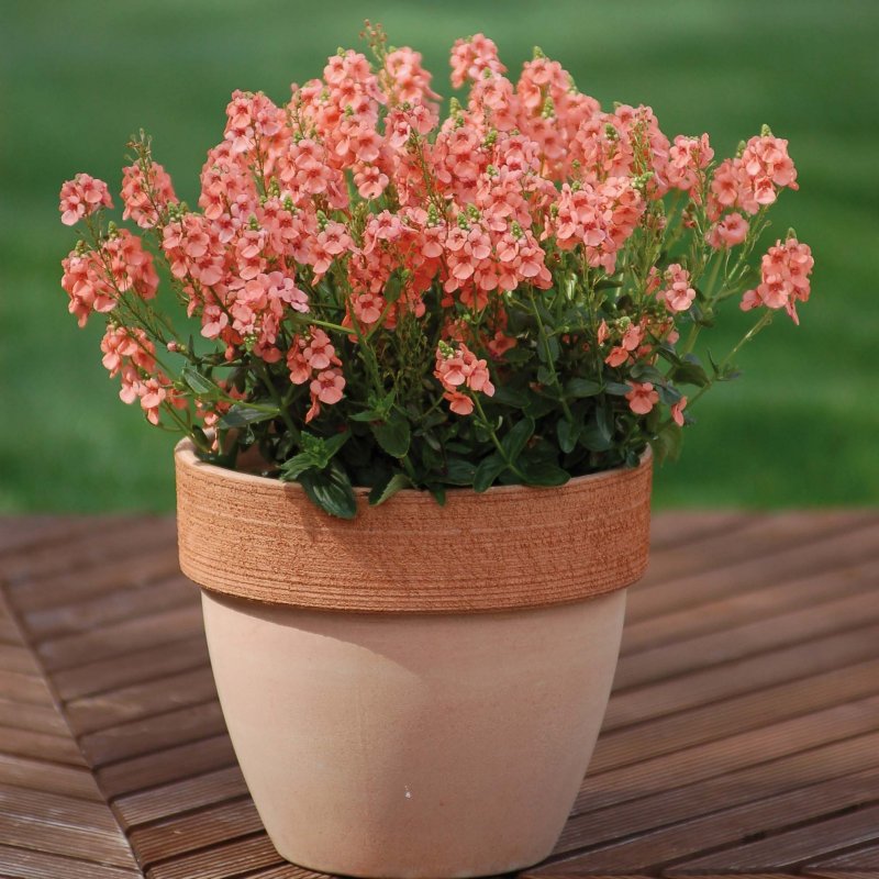 Диасция Diascia Darla Red