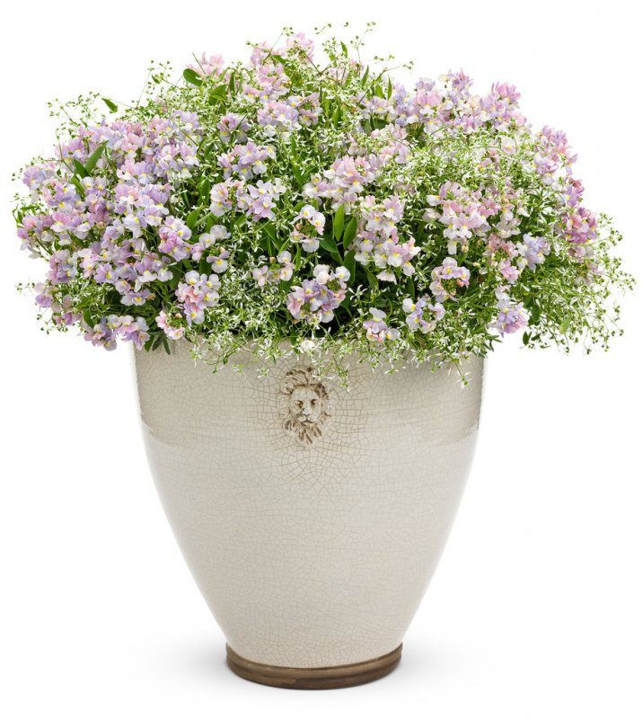 Диасция Darla Light Pink
