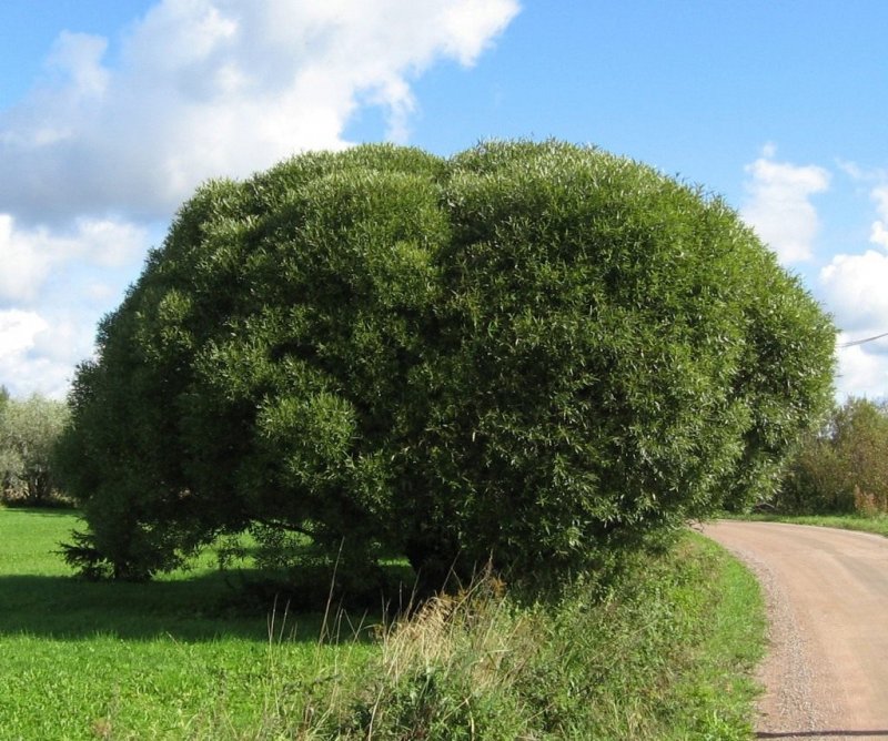 Ива ломкая (шаровидная) Salix fragilis