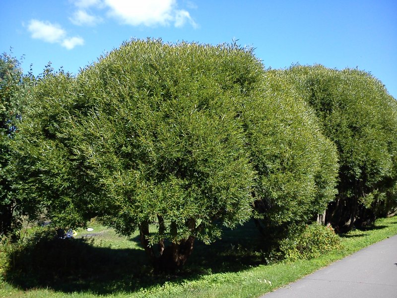 Ива ломкая (Salix fragilis l.)