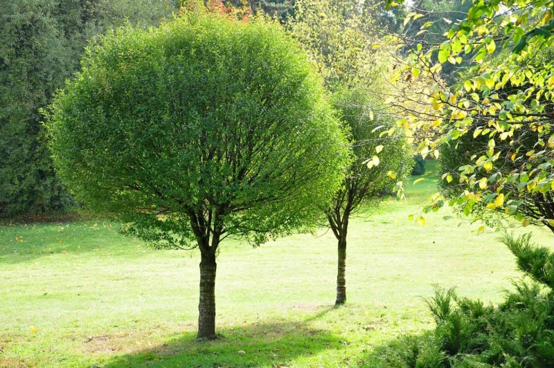Ива ломкая Salix fragilis