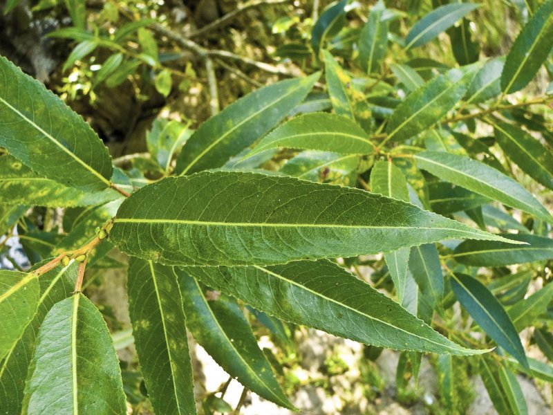 Ива ломкая (Salix fragilis), Ракита